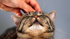 Te koty żyją prawie 20 lat: 3 rasy, które będą długo cieszyć właścicieli