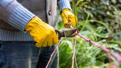 Jeden błąd i gałęzie zaczną gnić: ogrodnik podał najważniejsze zasady przycinania drzew